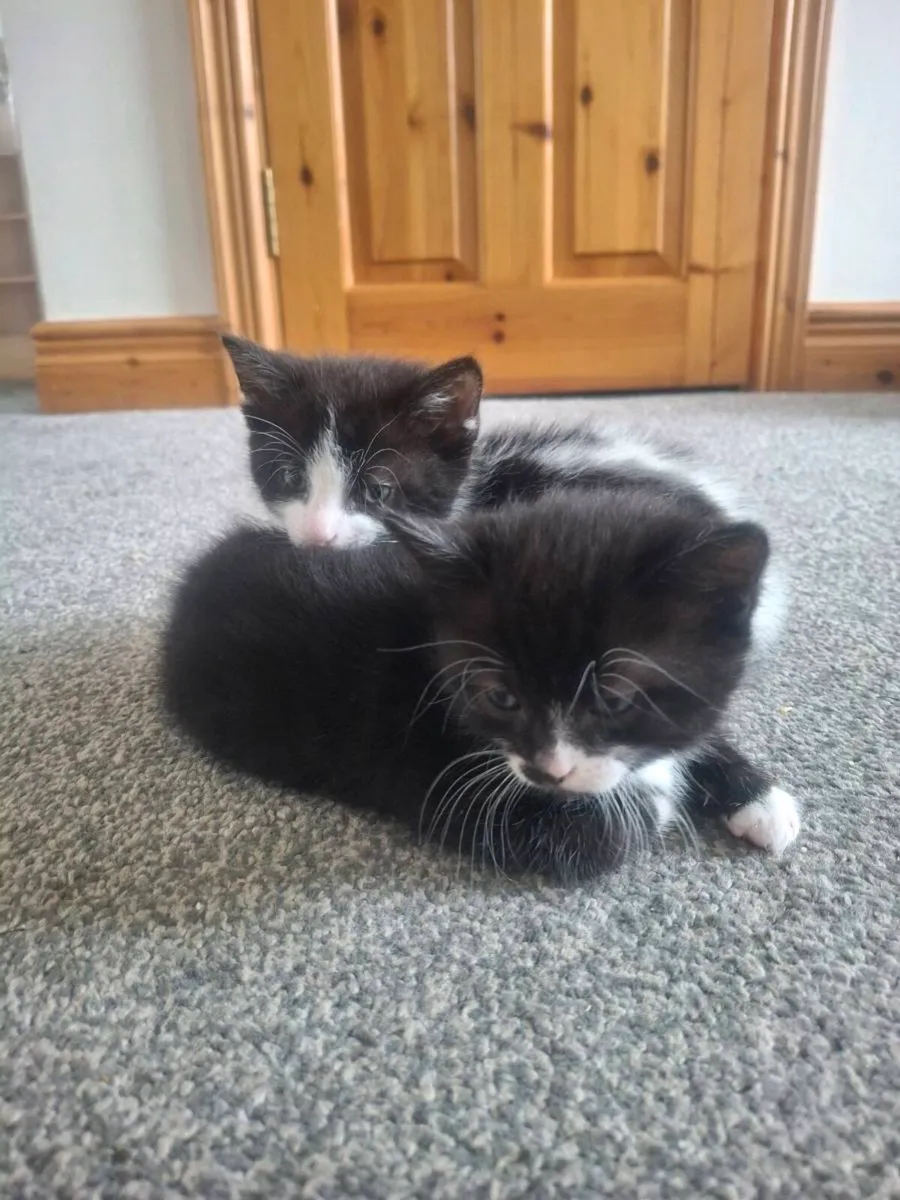 Kittens - Image 3