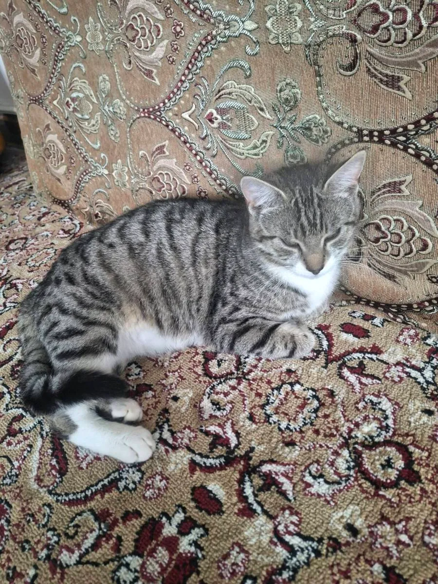 Kittens - Image 4