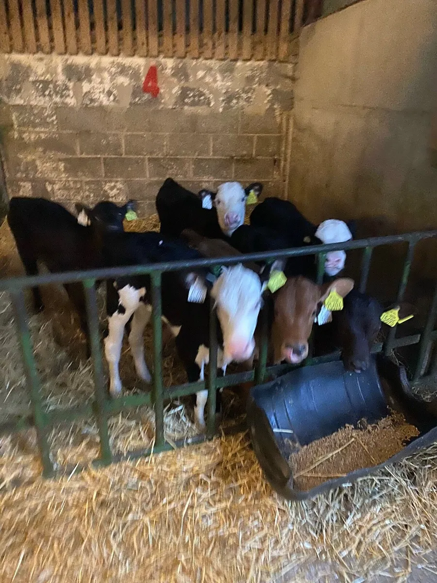 12 Beef calves - Image 1