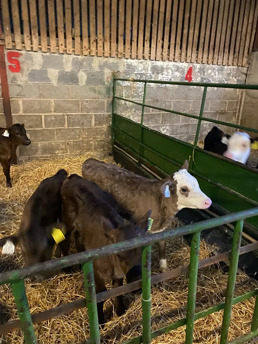 12 Beef calves - Image 2