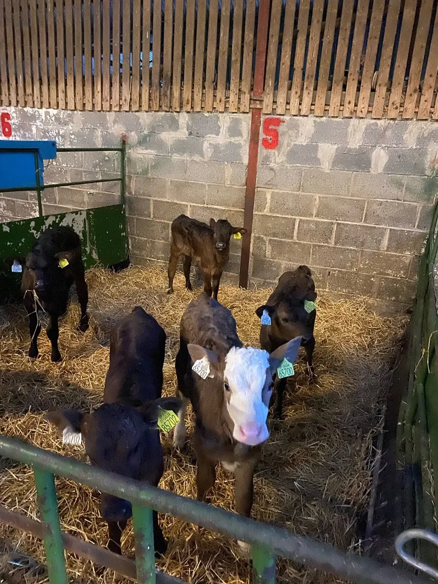 12 Beef calves - Image 3