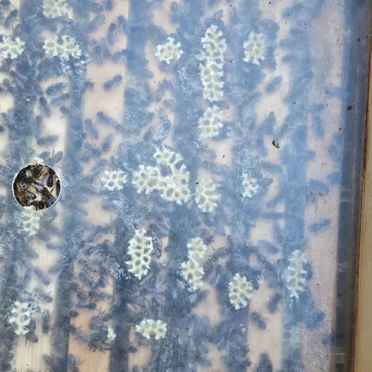 Nucs bees - Image 1