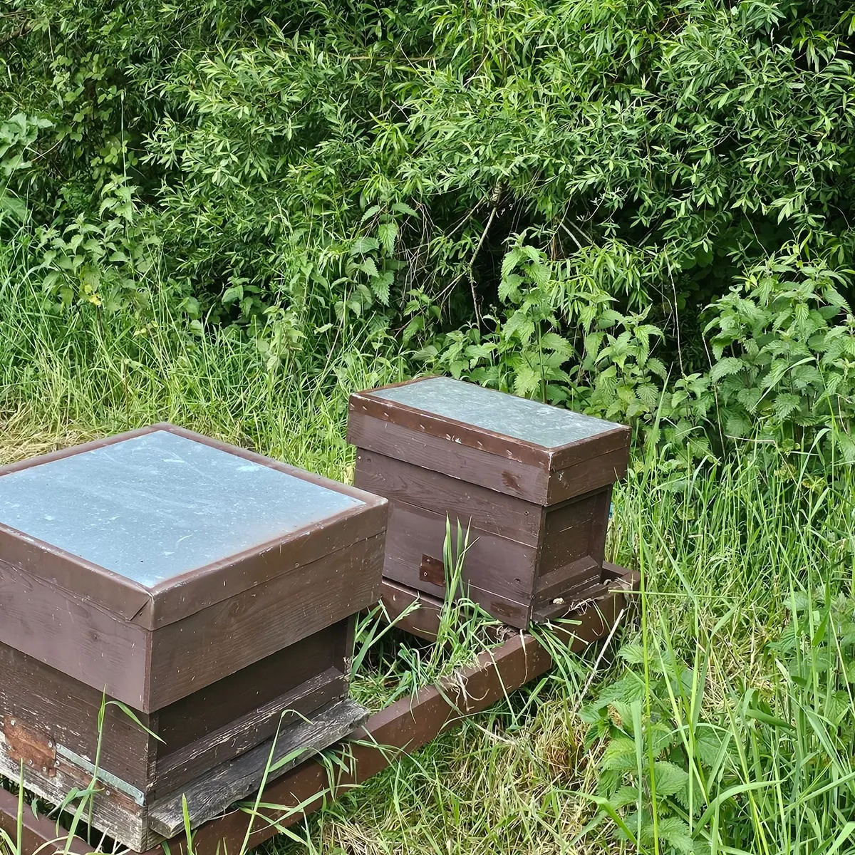 Nucs bees - Image 2