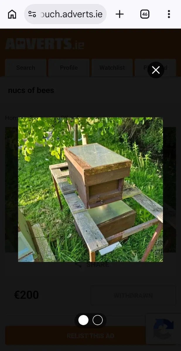 Nucs bees - Image 3