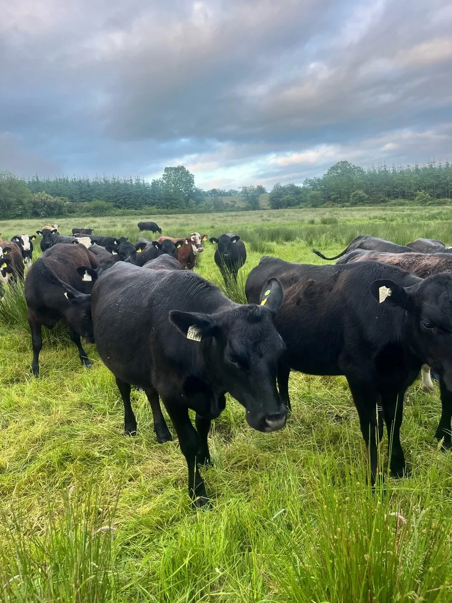 40 yearling heifers - Image 2