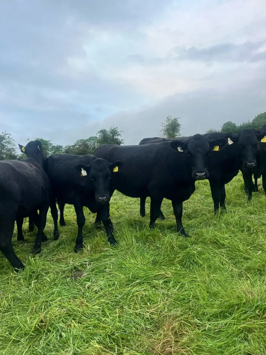 40 yearling heifers - Image 1