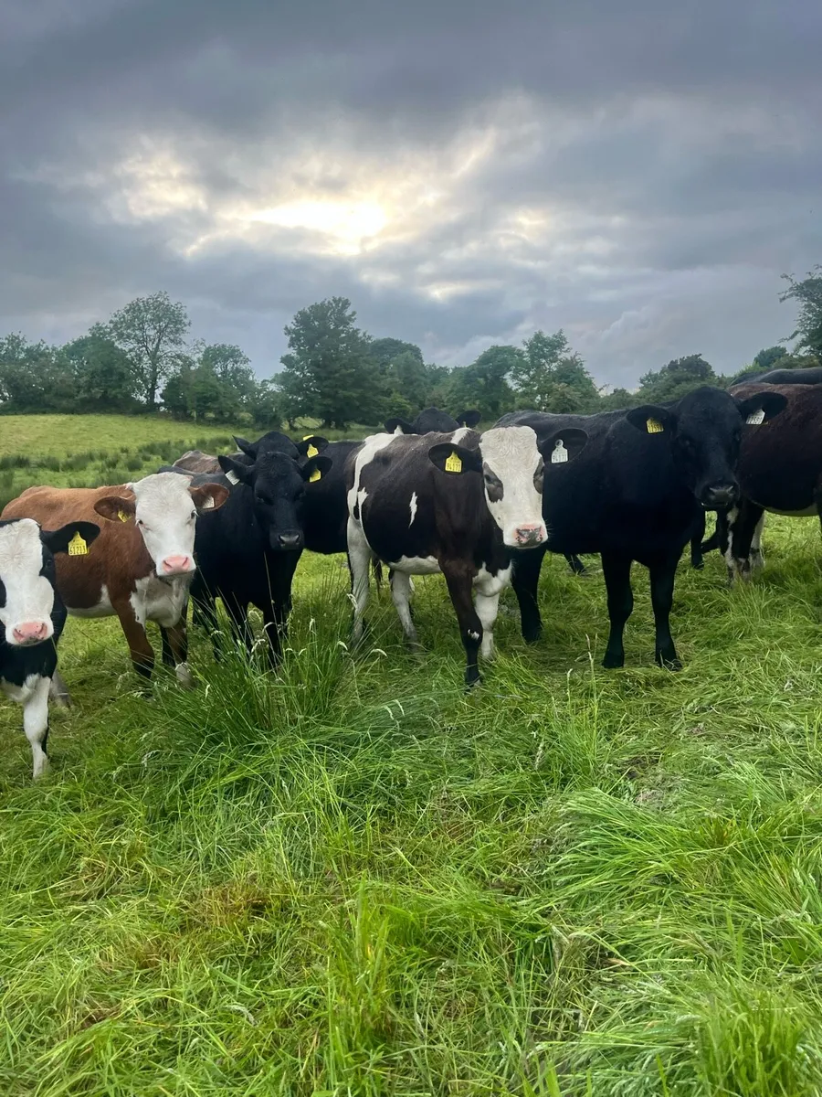 40 yearling heifers - Image 3