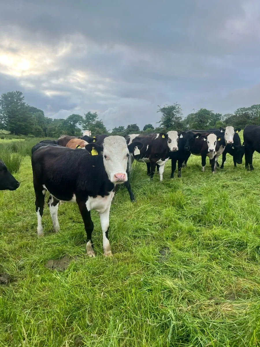 40 yearling heifers - Image 4