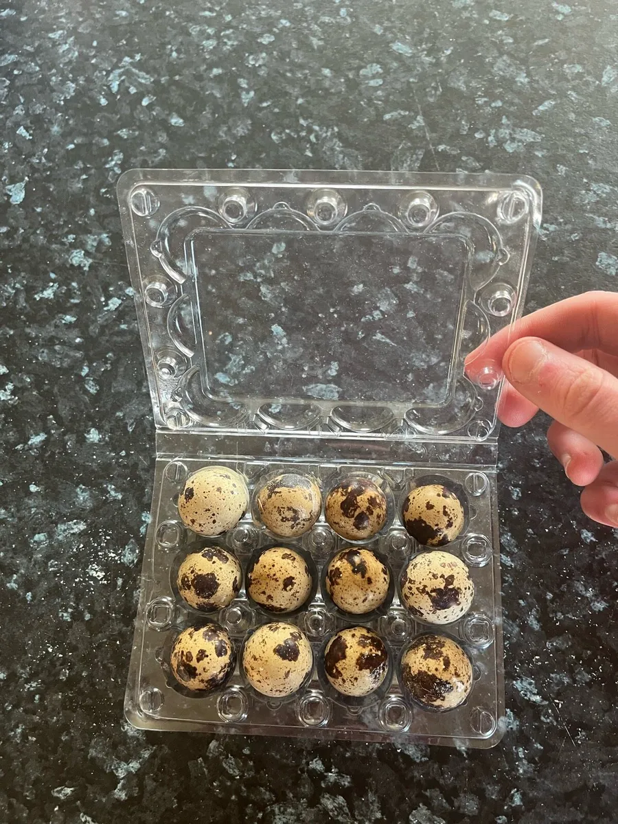 Quail hatching eggs - Image 2