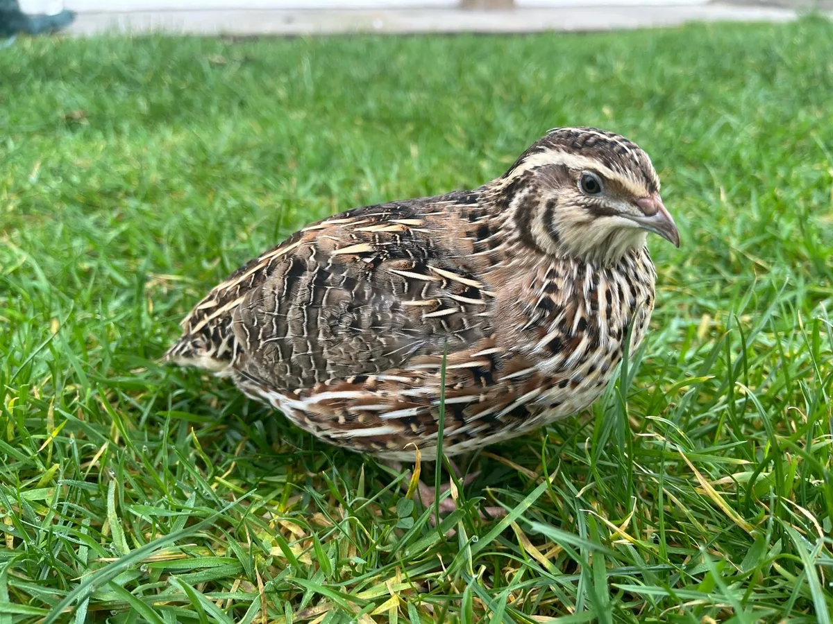 Quail hatching eggs - Image 1