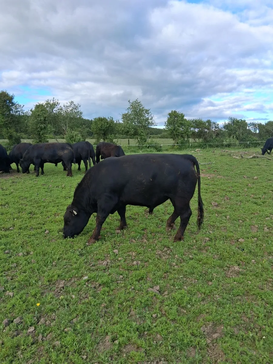 Cattle - Image 1