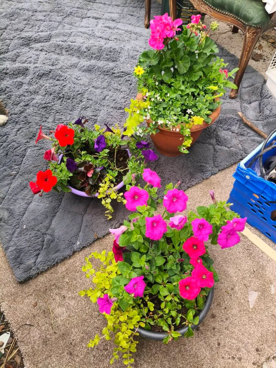 Pots beautiful last few to go 2 for 20