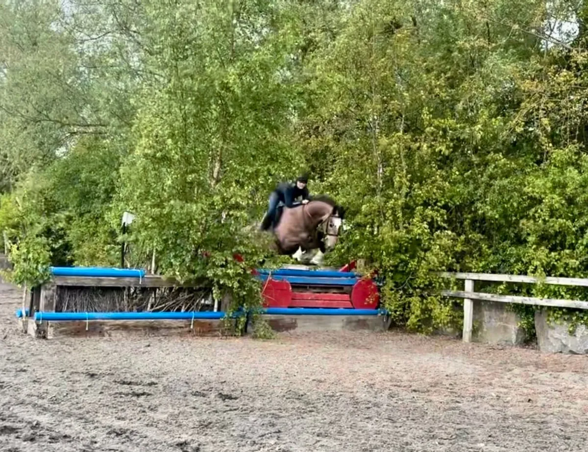 Horse - Image 1