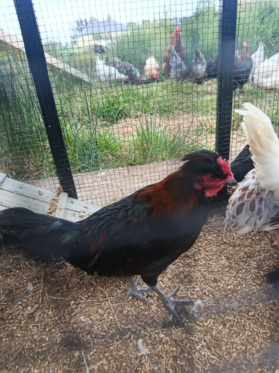 Hatching eggs for sale and rooster - Image 4