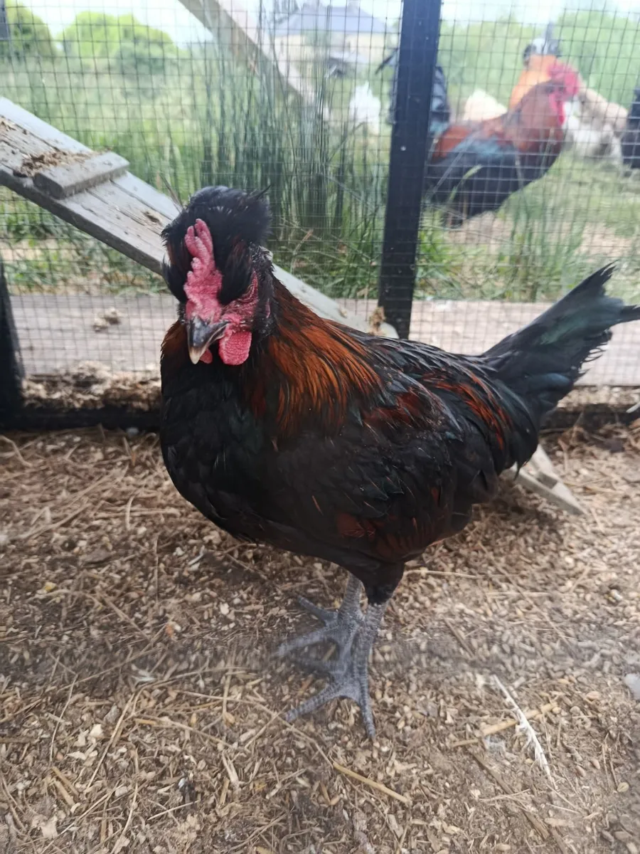 Hatching eggs for sale and rooster - Image 1