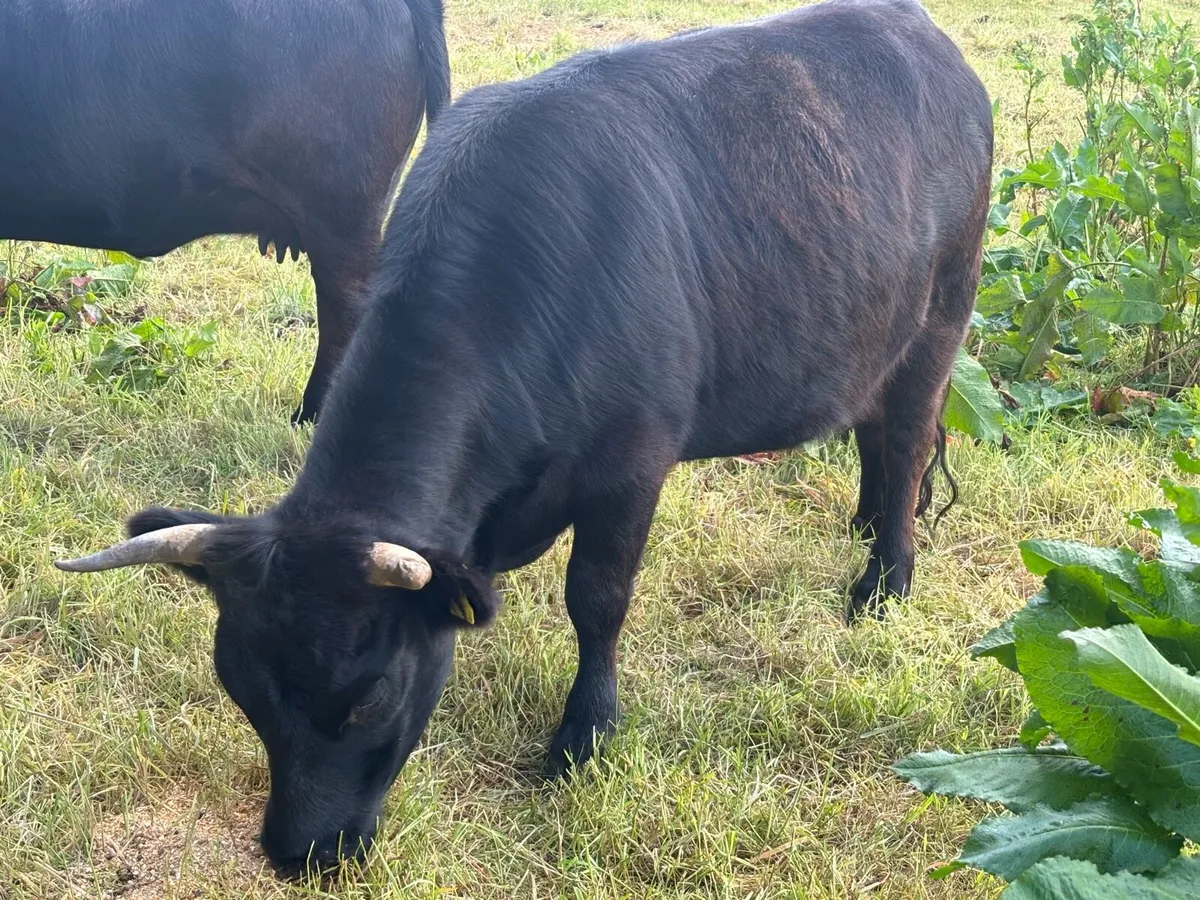 Pedigree Dexter Heifer - Image 2