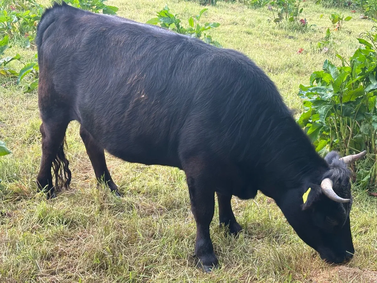 Pedigree Dexter Heifer - Image 3