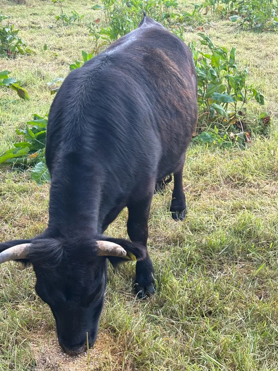 Pedigree Dexter Heifer - Image 4