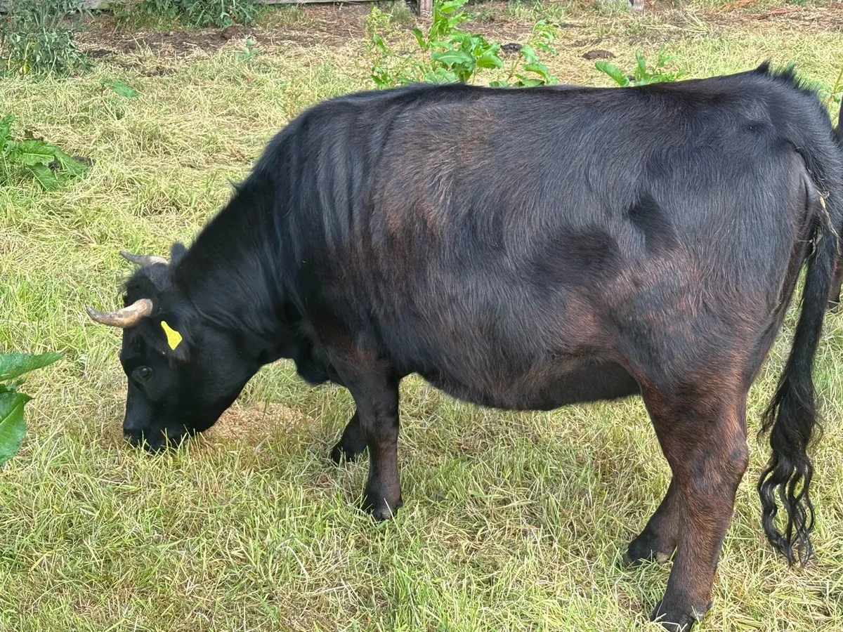 Pedigree Dexter Heifer - Image 1