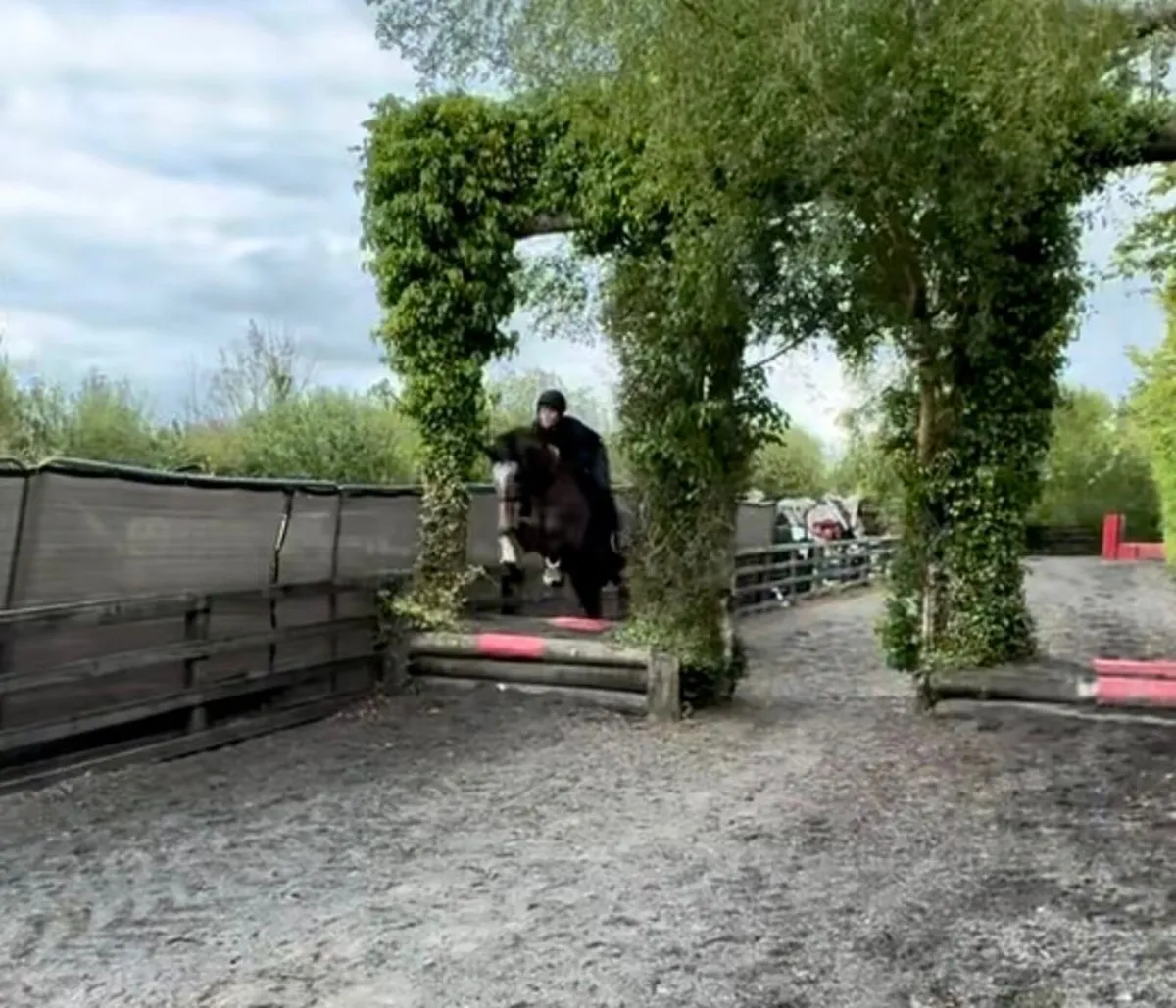 Horse - Image 2