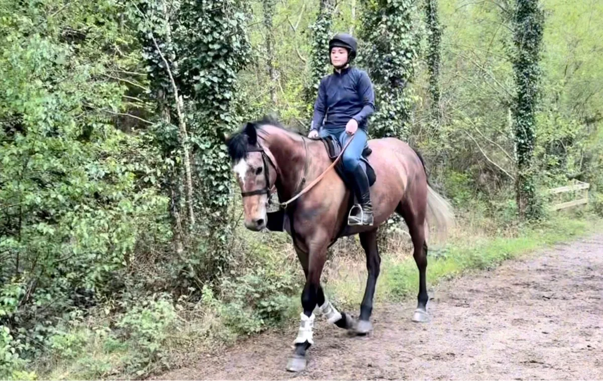 Horse - Image 3