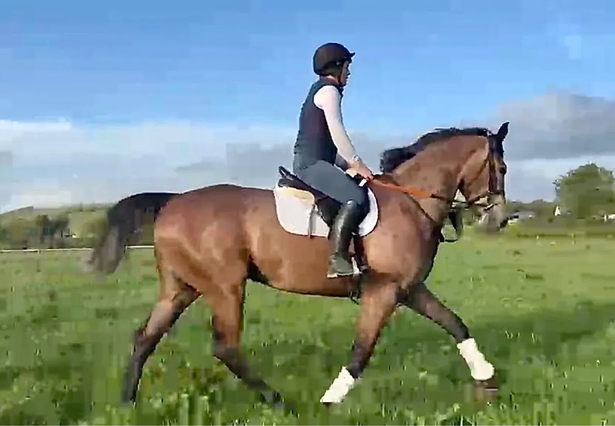 Horse - Image 4