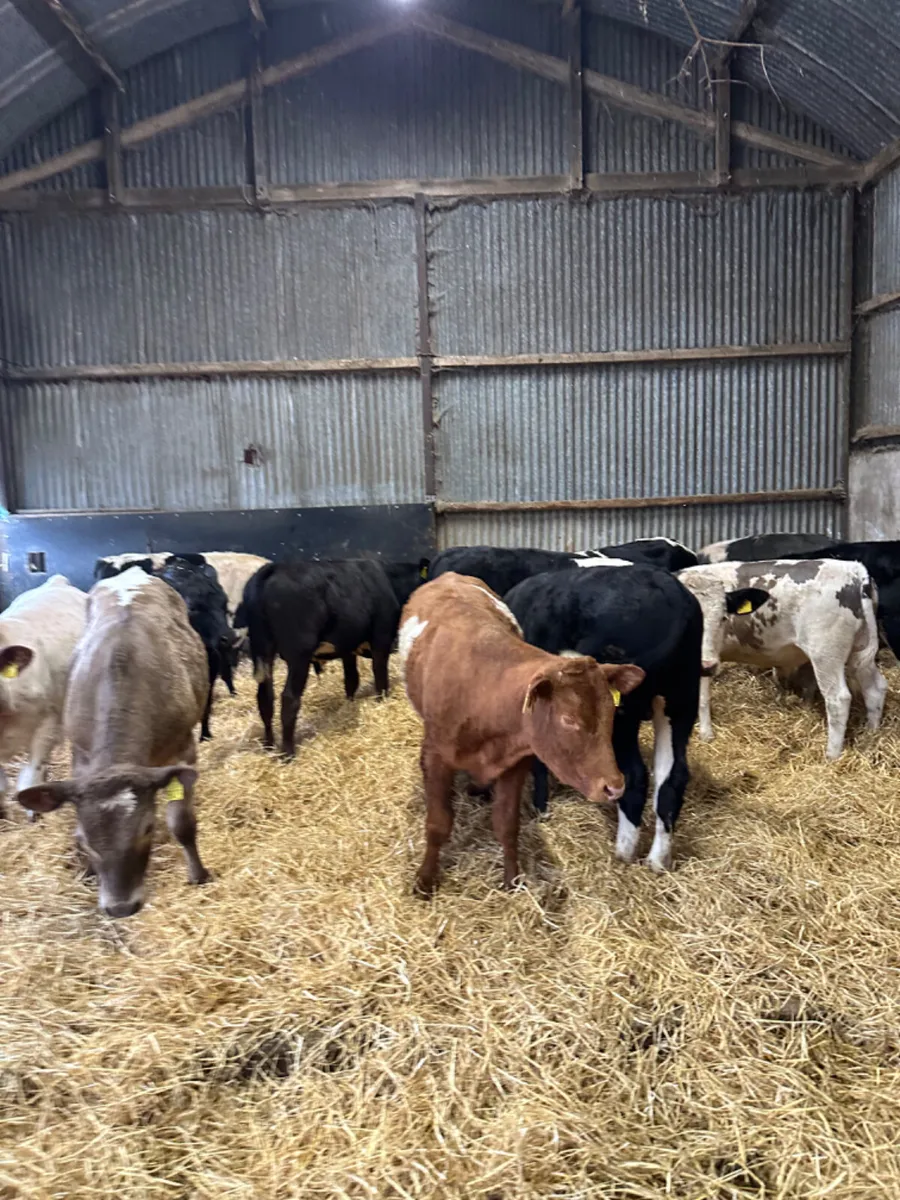 Beef bred bullocks - Image 4