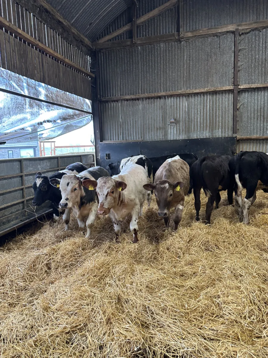 Beef bred bullocks - Image 2