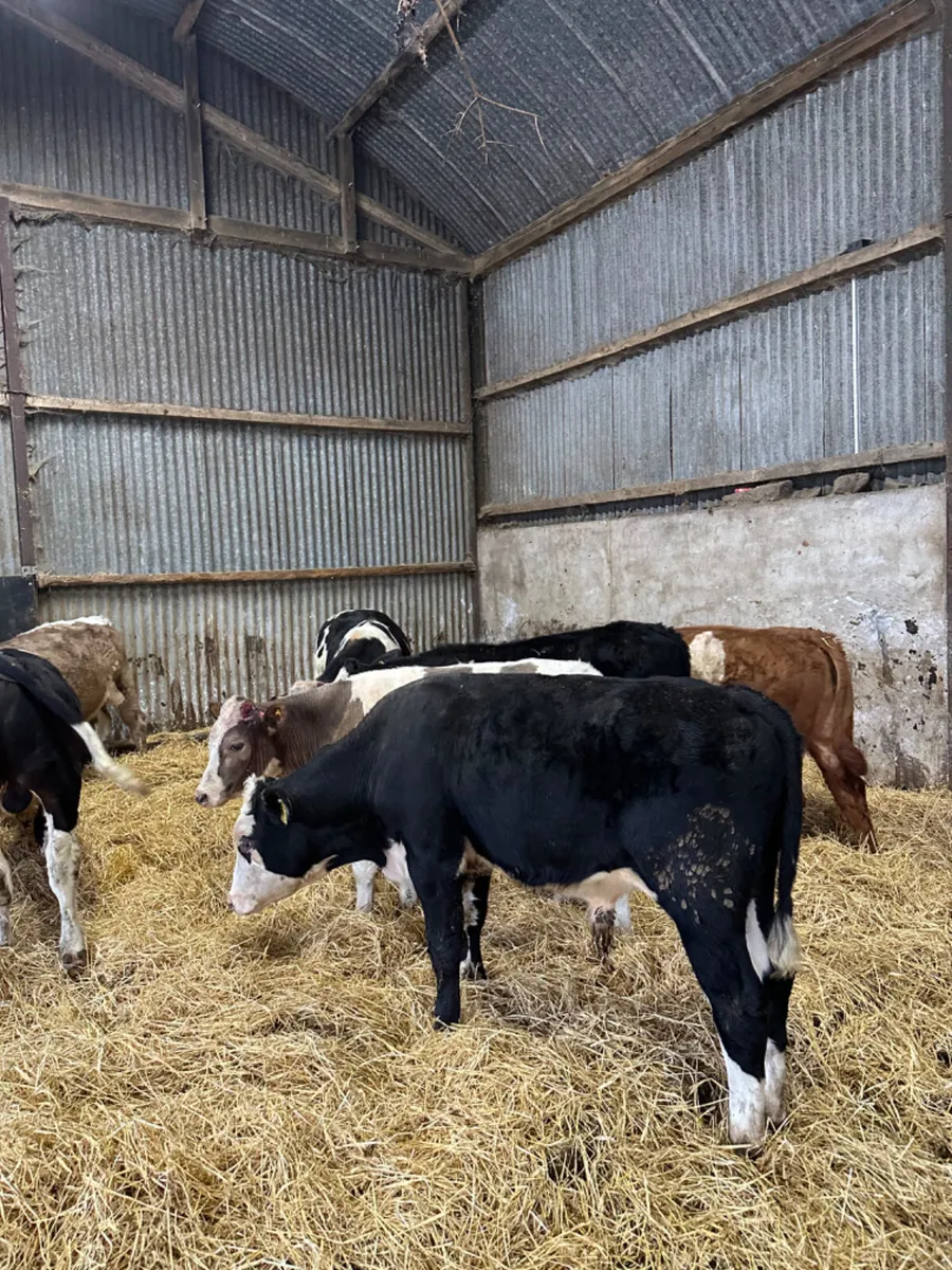 Beef bred bullocks - Image 1