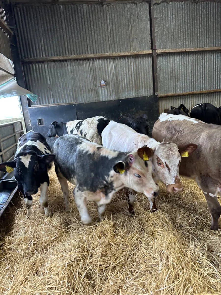 Beef bred bullocks - Image 3