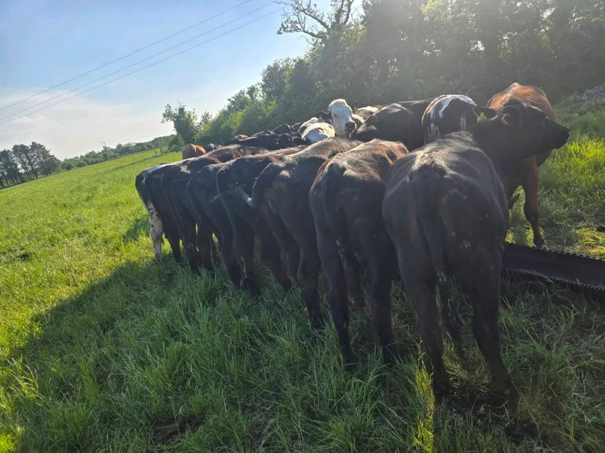 17 angus heifers - Image 2