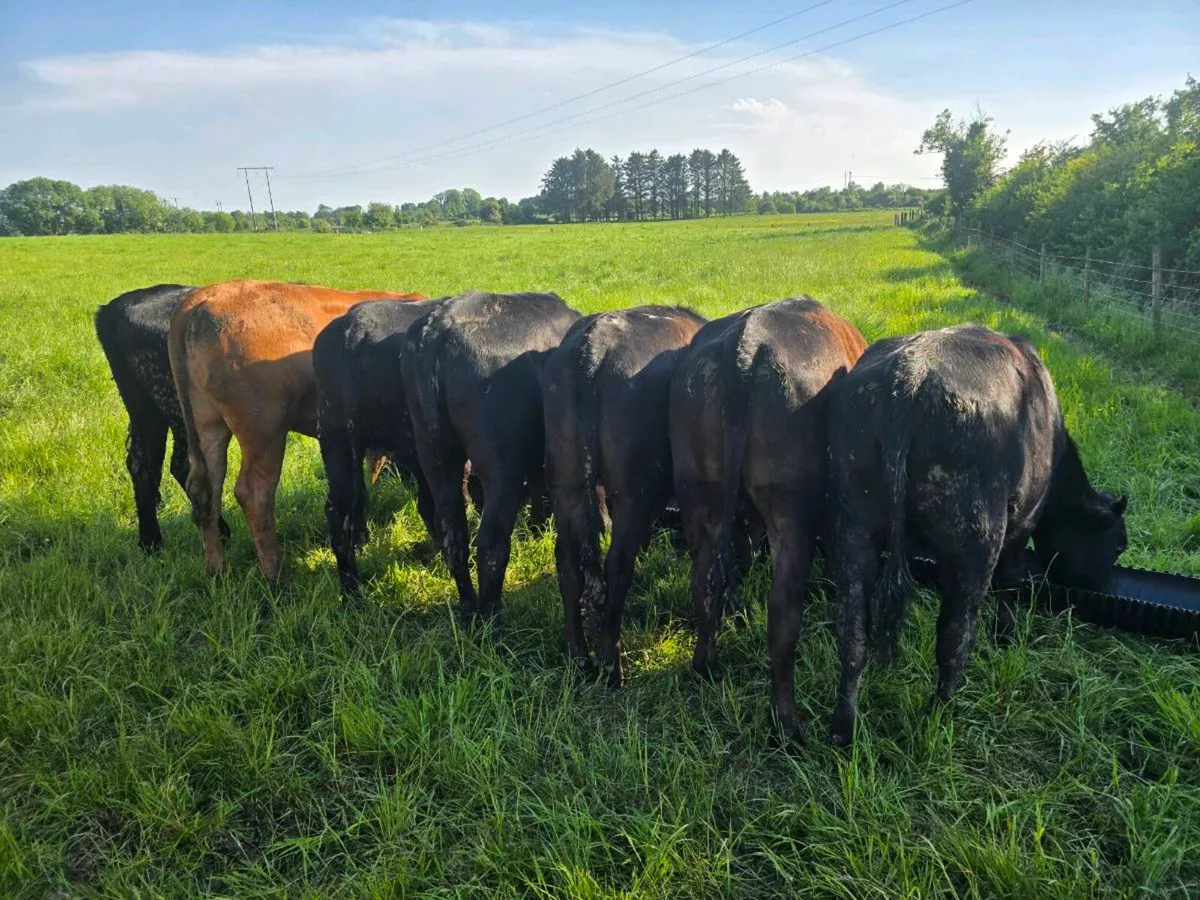 17 angus heifers - Image 3