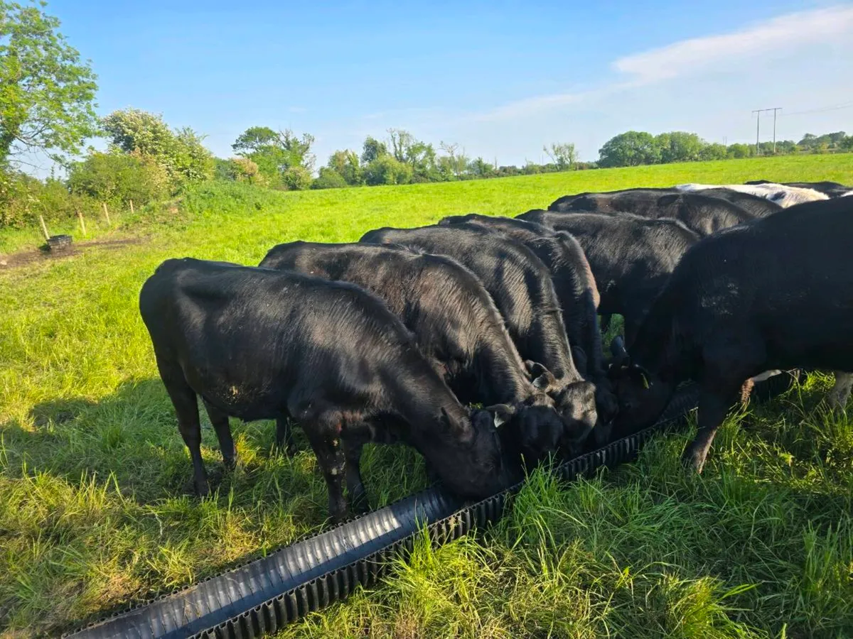 17 angus heifers - Image 4