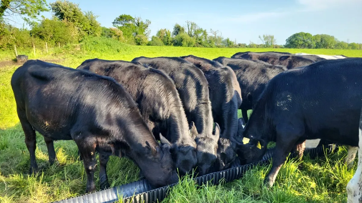 17 angus heifers - Image 1