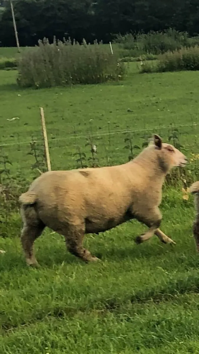 10 Pedigree Charolais Registered Ewe lambs - Image 1
