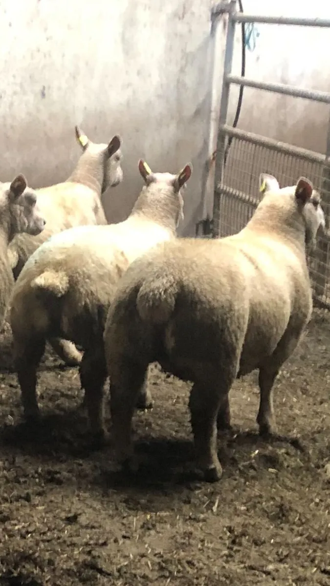 10 Pedigree Charolais Registered Ewe lambs - Image 2