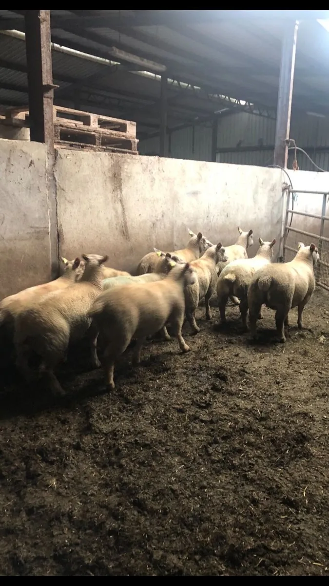 10 Pedigree Charolais Registered Ewe lambs - Image 3