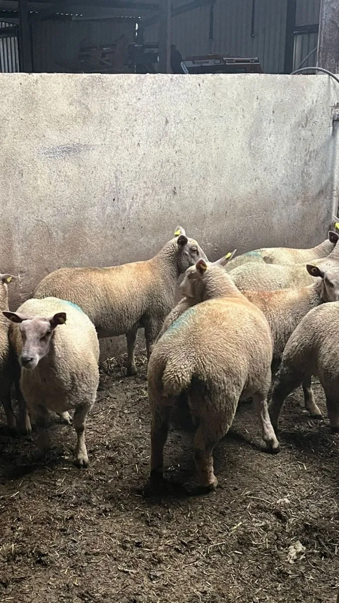 10 Pedigree Charolais Registered Ewe lambs - Image 4