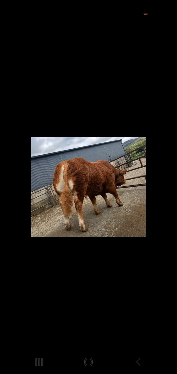 Outstanding Limousin bull - Image 1