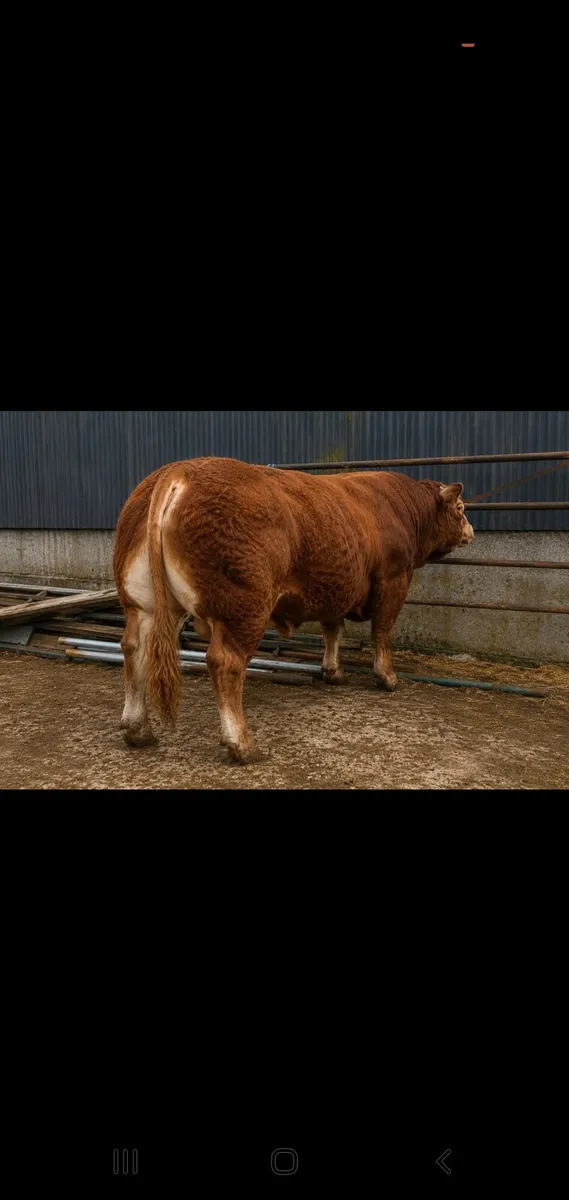 Outstanding Limousin bull - Image 2