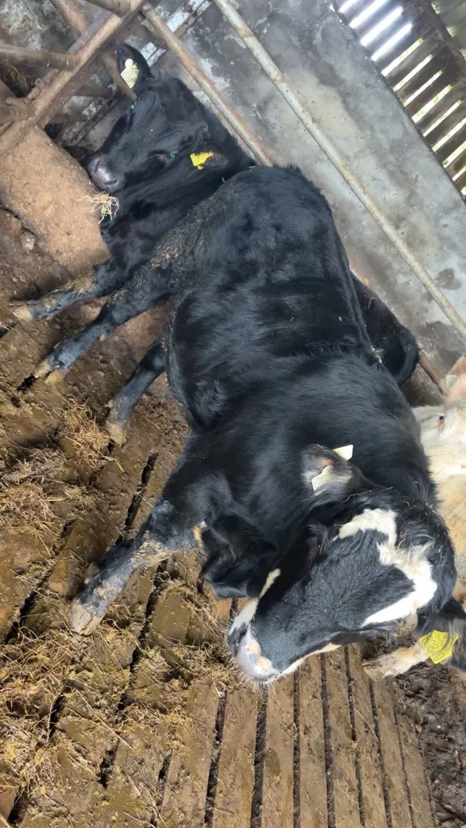 2 Black Weaning Bull - Image 1