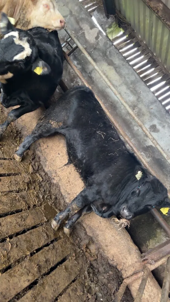 2 Black Weaning Bull - Image 2