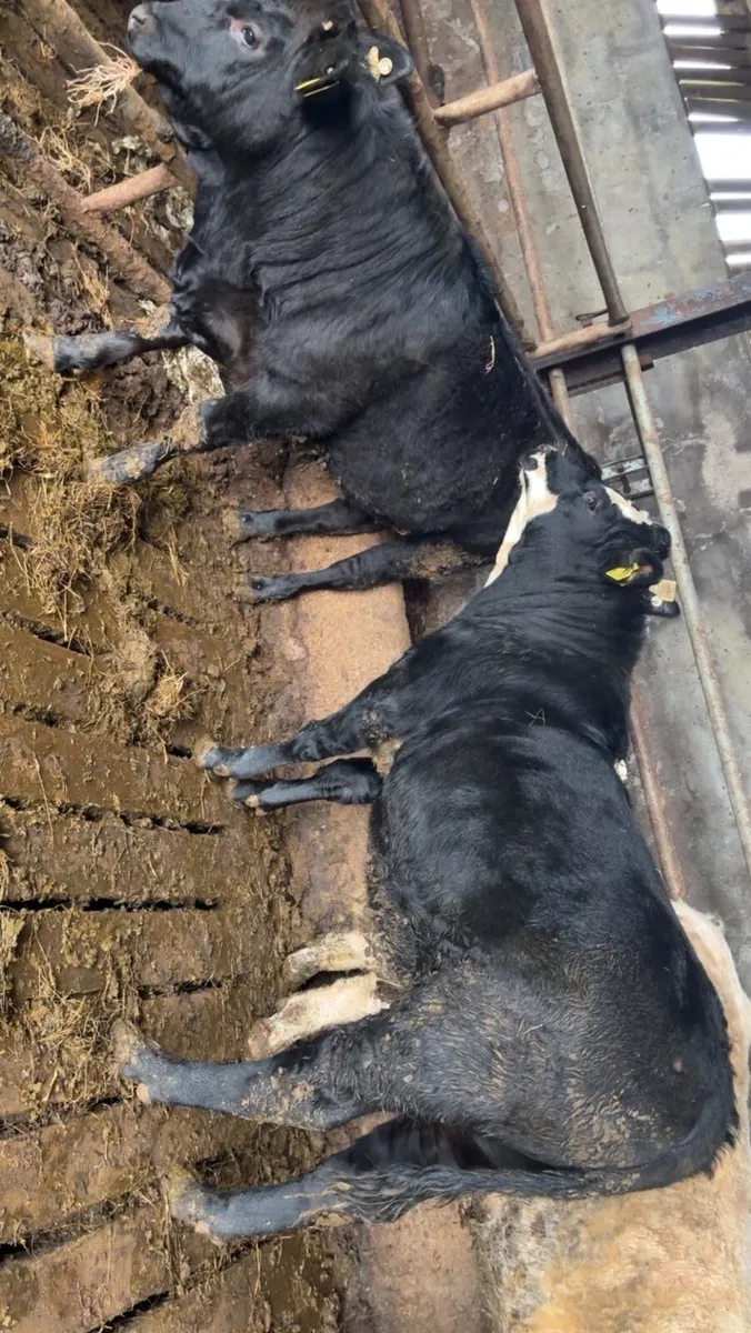 2 Black Weaning Bull - Image 3