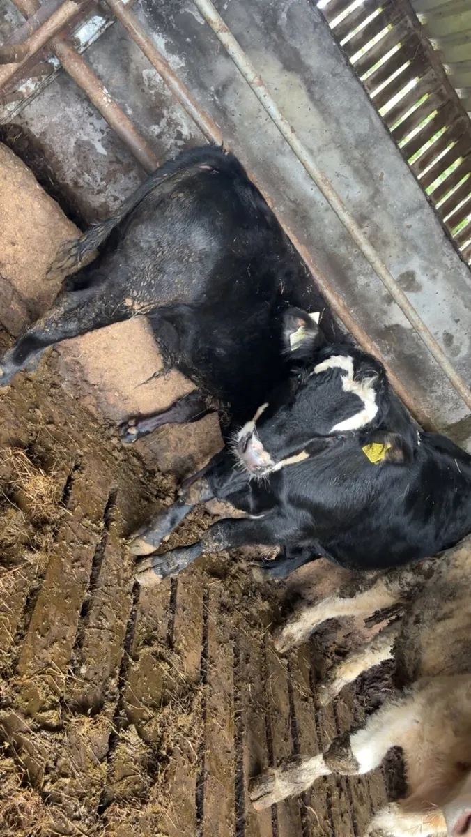 2 Black Weaning Bull - Image 4