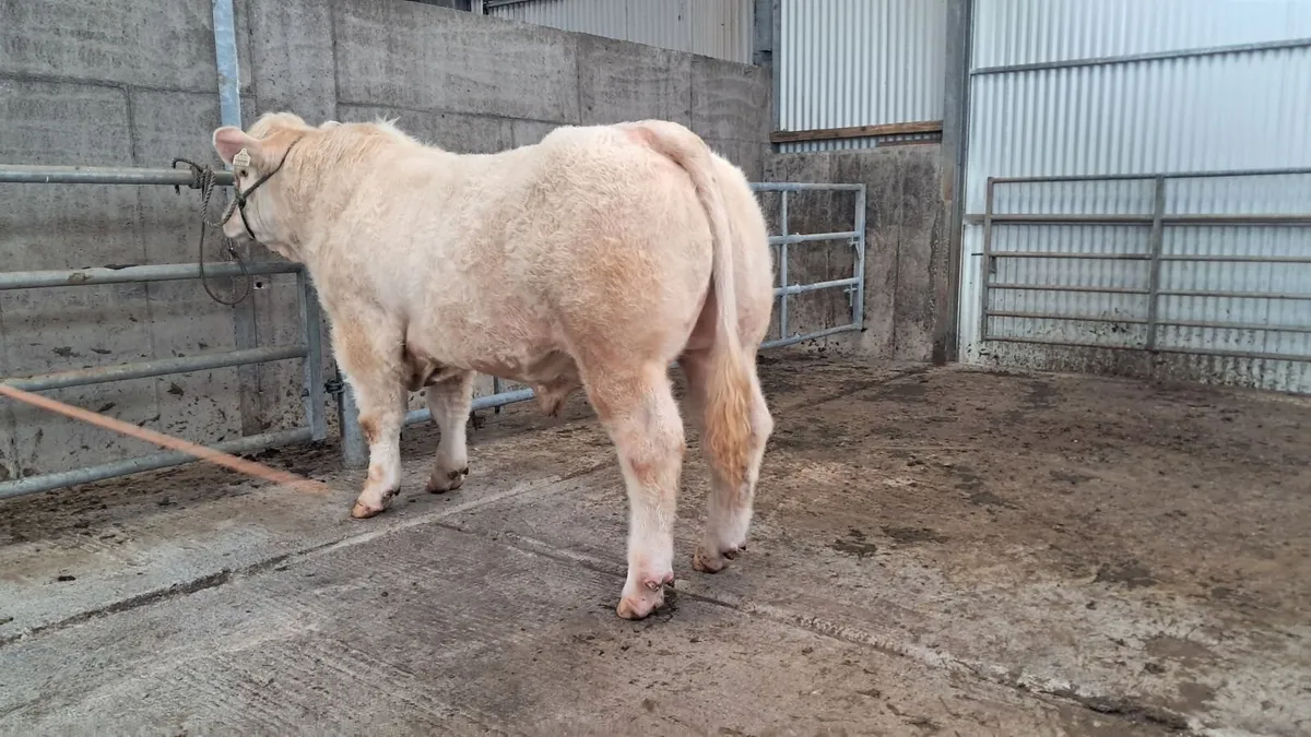 Charolais bull lot 145 this saturday Carrick - Image 1