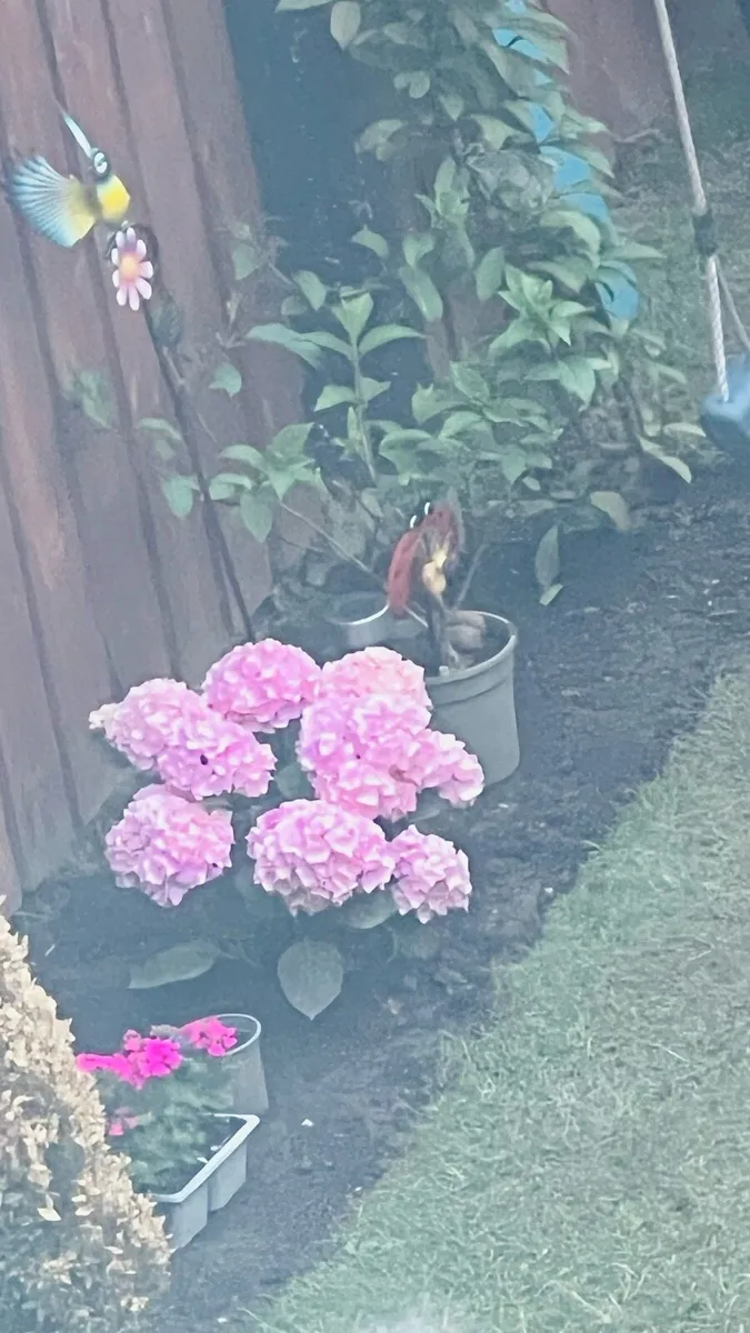 Plants