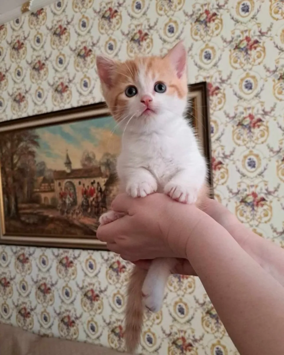 Adorable Kittens short hair British crossed - Image 3