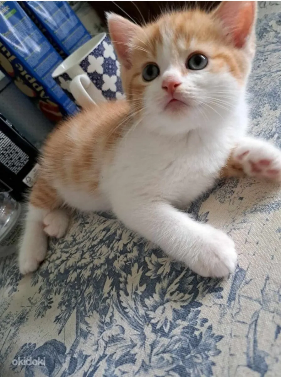 Adorable Kittens short hair British crossed - Image 4