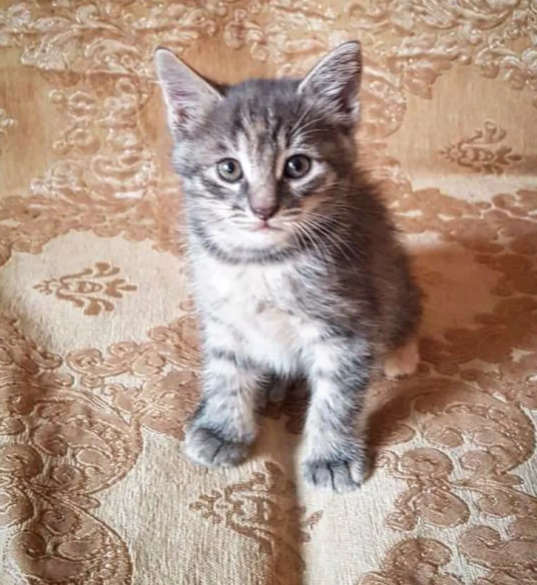 Adorable Kittens short hair British crossed - Image 1