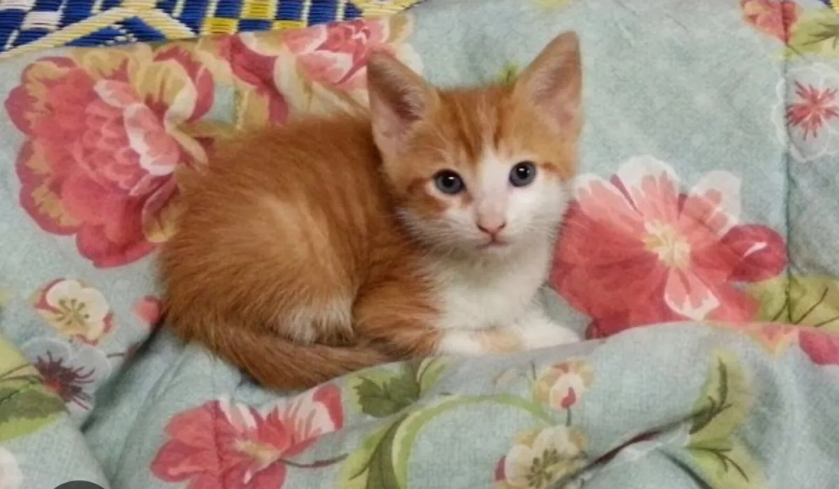 Adorable Kittens short hair British crossed - Image 2